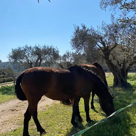 El Niuet Del Bosc קאלדס דה מונטבוי