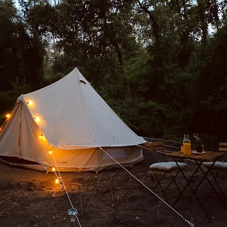 El Niuet Del Bosc *